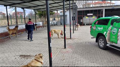 Afyonkarahisarda köpek dövüştüren 30 şahıs gözaltına alındı